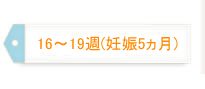 16～19週（妊娠5ヵ月）