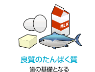 良質のたんぱく質　歯の基礎となる