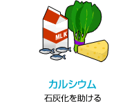 カルシウム　石灰化を助ける