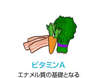 ビタミンA　エナメル質の基礎となる
