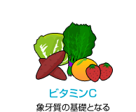 ビタミンC　象牙質の基礎となる