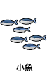 小魚